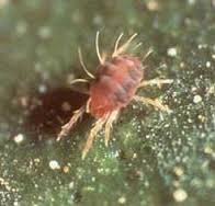 Bean red spider mite